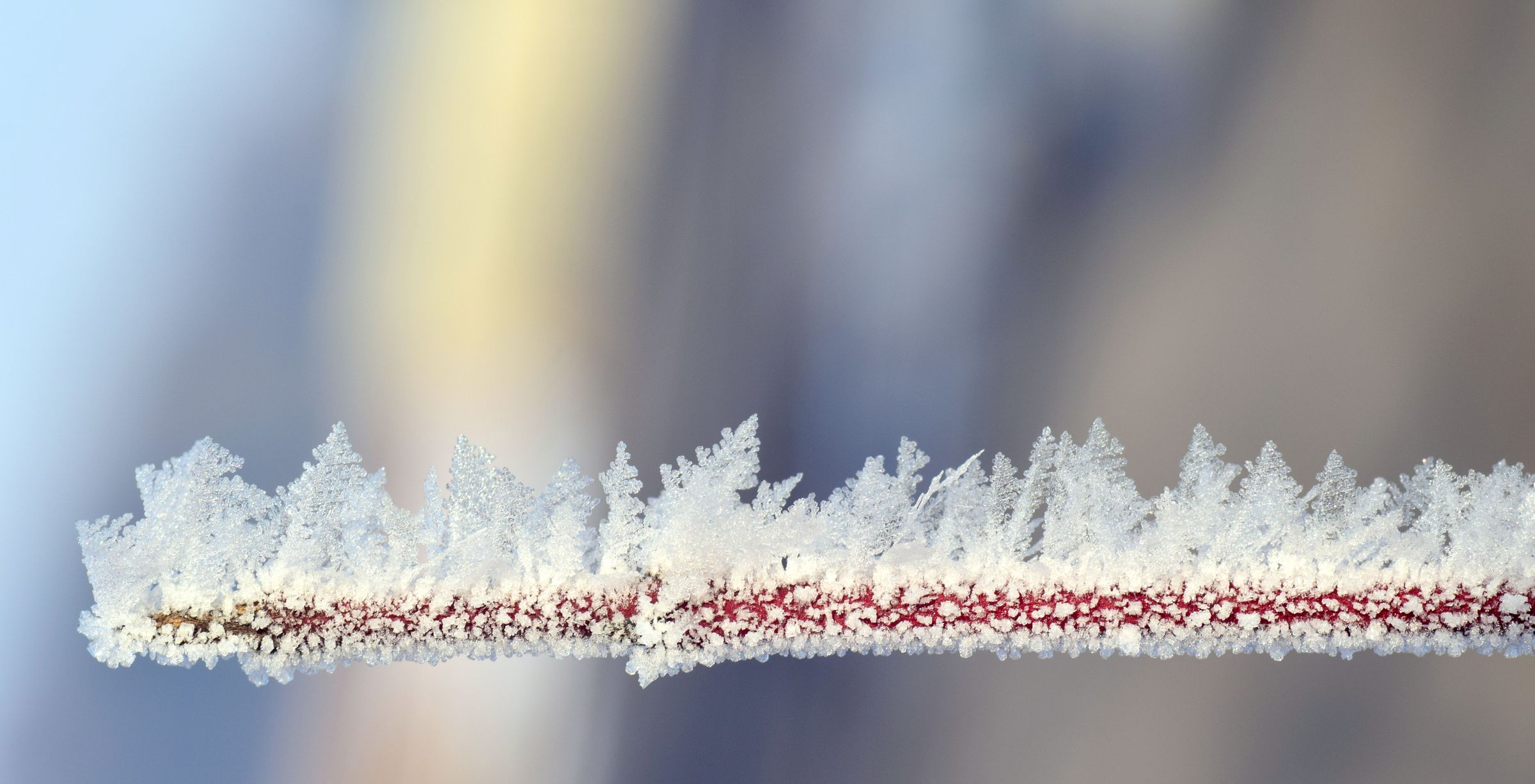 Frost taking over a branch: the freeze starts slow, and almost nobody notices.